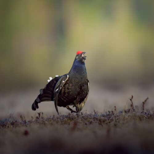 Grouse
