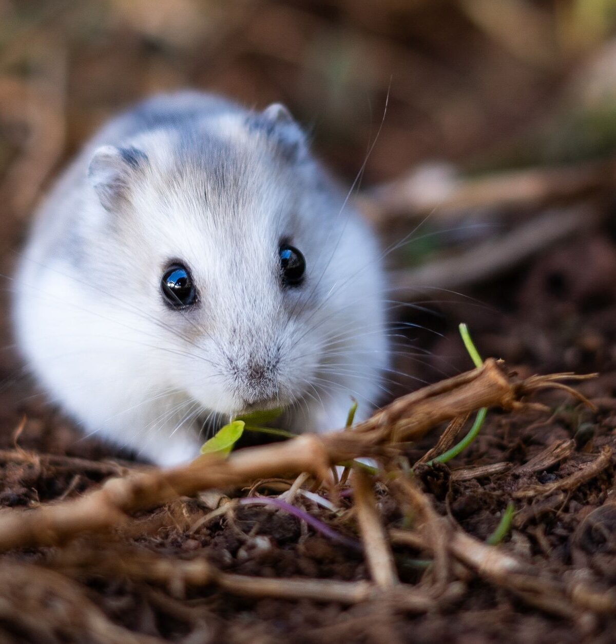 Dwarf Hamster