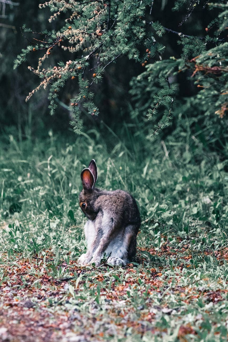 Alpine Hare