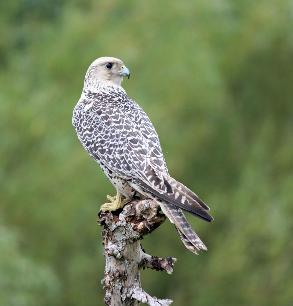 Gyrfalcon