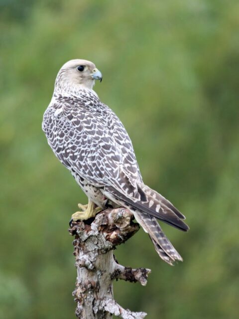 Gyrfalcon