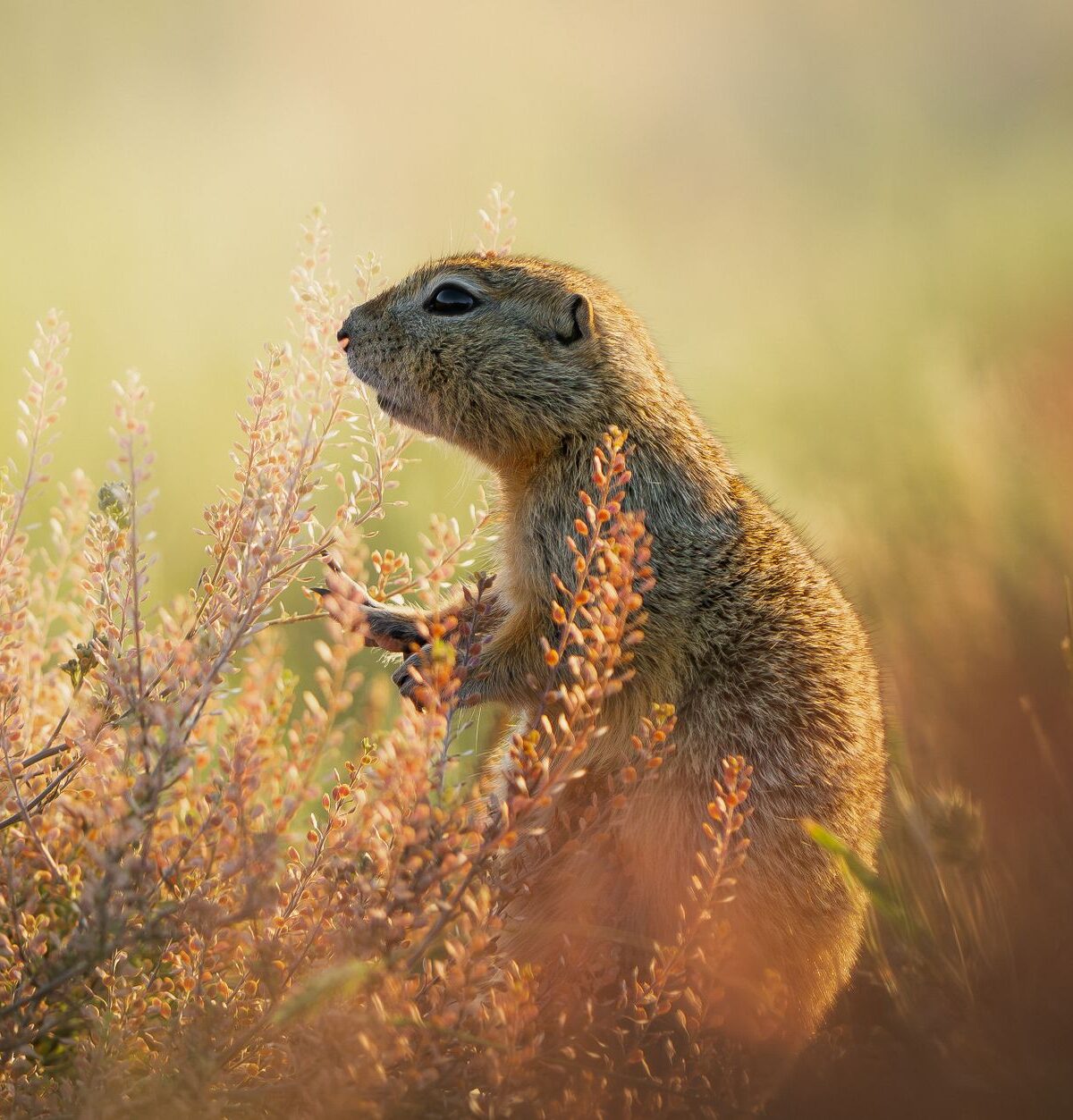 European Ground Squirrel