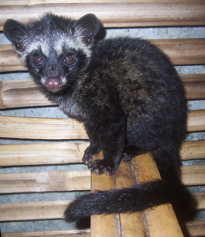 Philippine Palm Civet