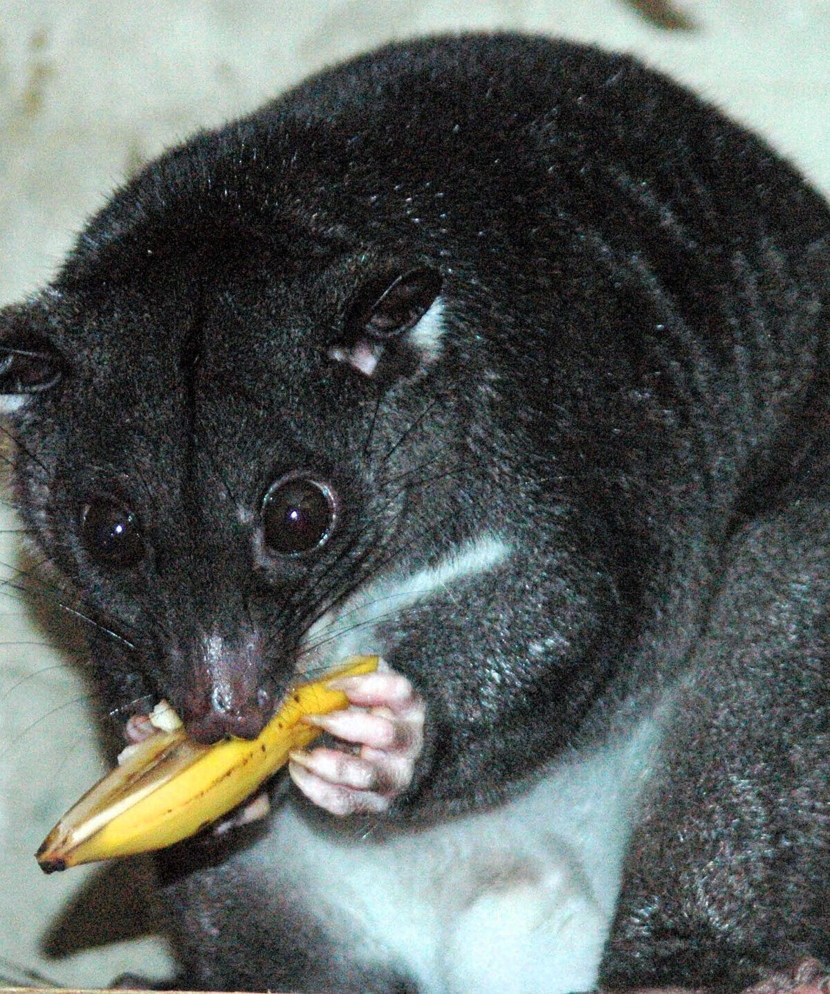 Ground Cuscus