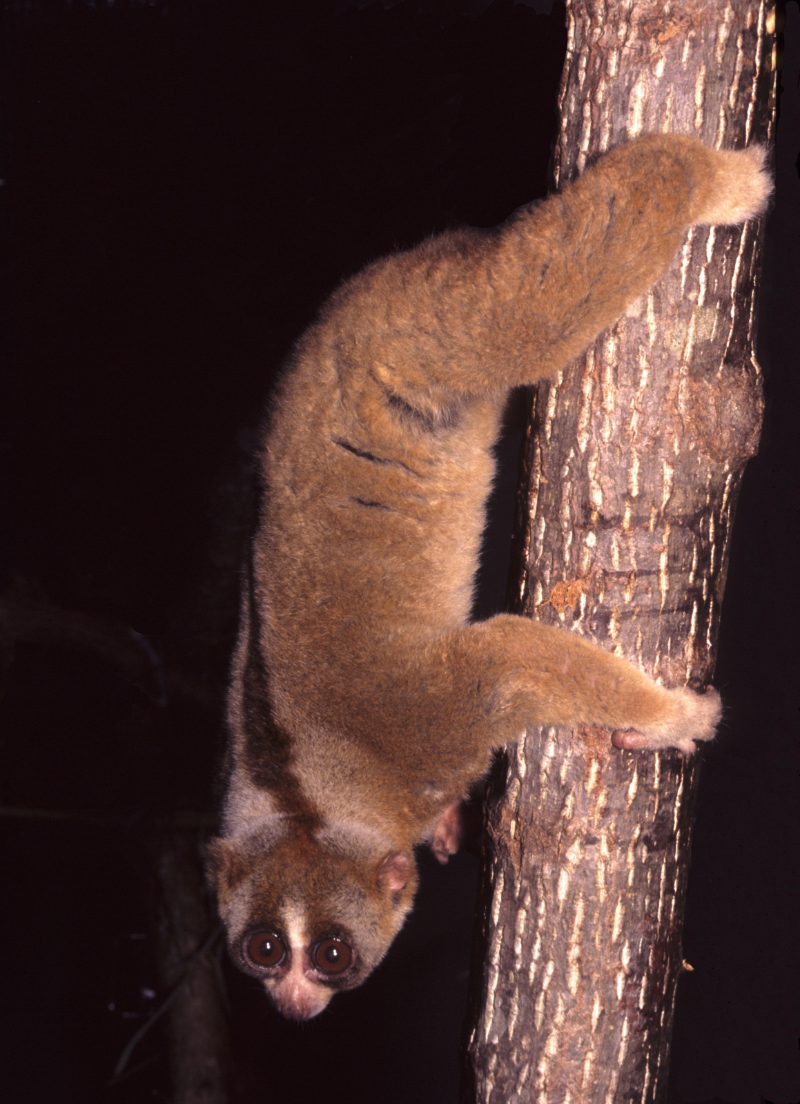 Sunda Slow Loris