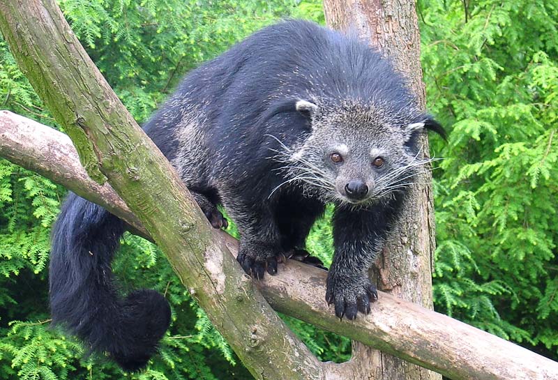 Palawan Binturong