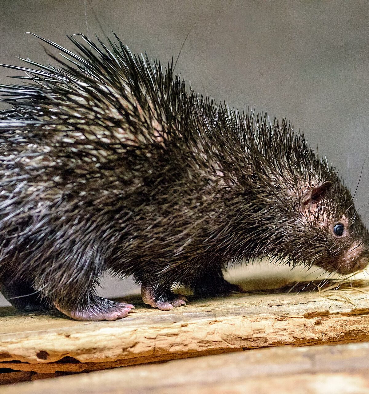 Palawan Porcupine