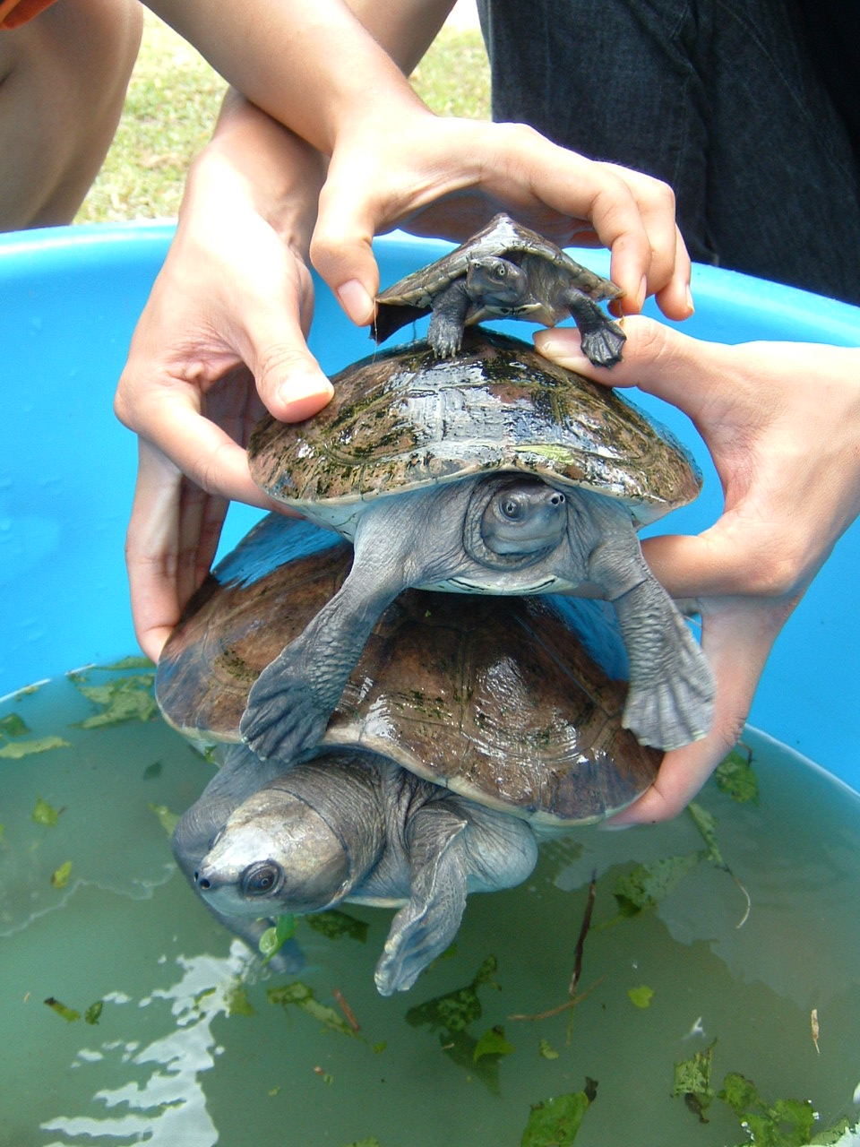 Southern River Terrapin