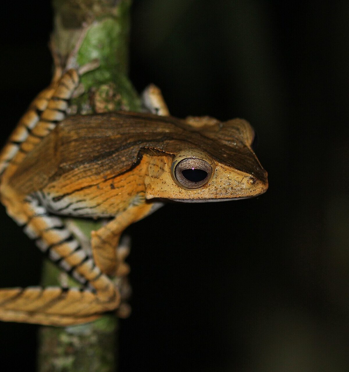 Borneo Eared Tree Frog