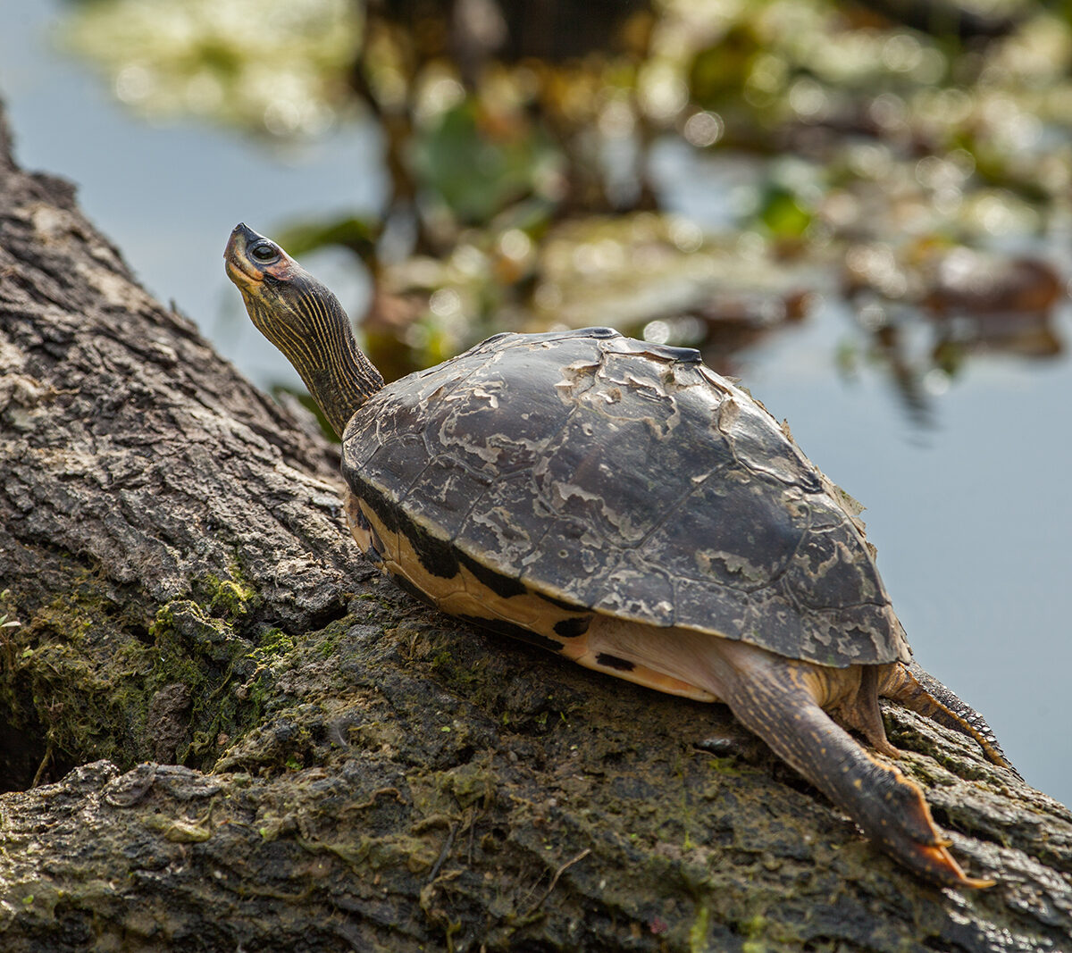 Indian Roofed Turtle