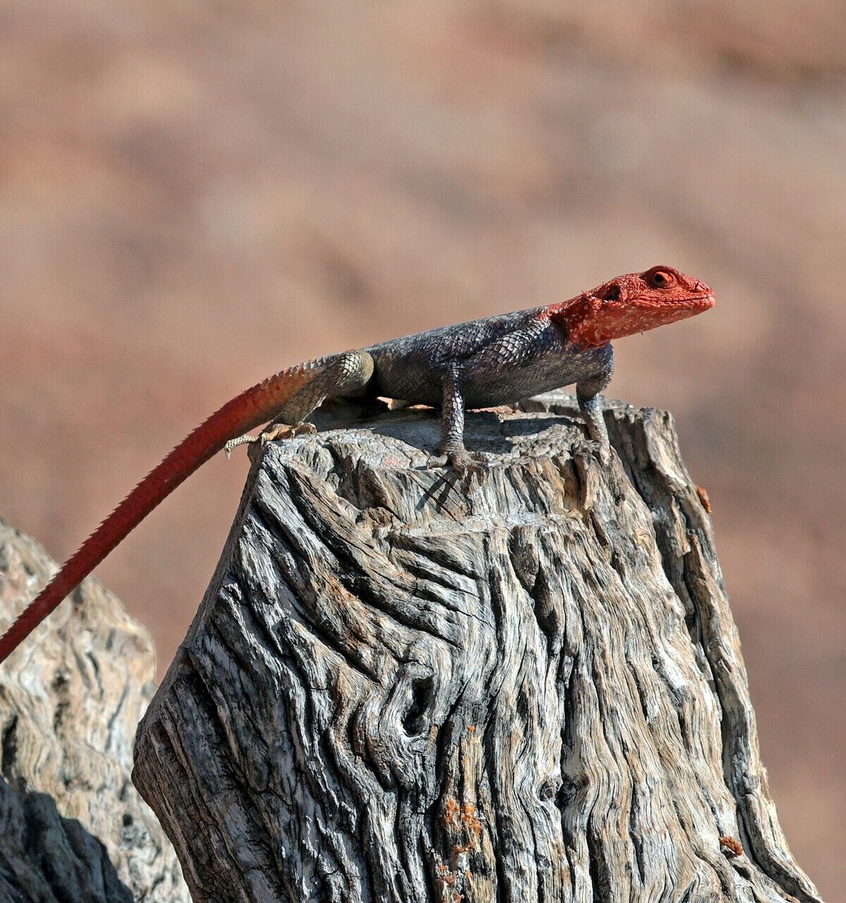 Dwarf Agama