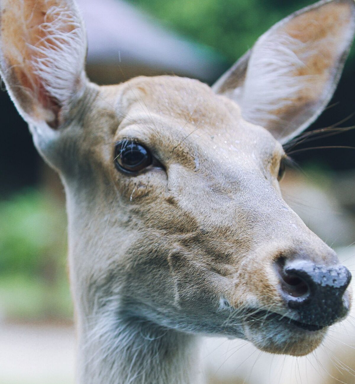Hainan Eld's Deer