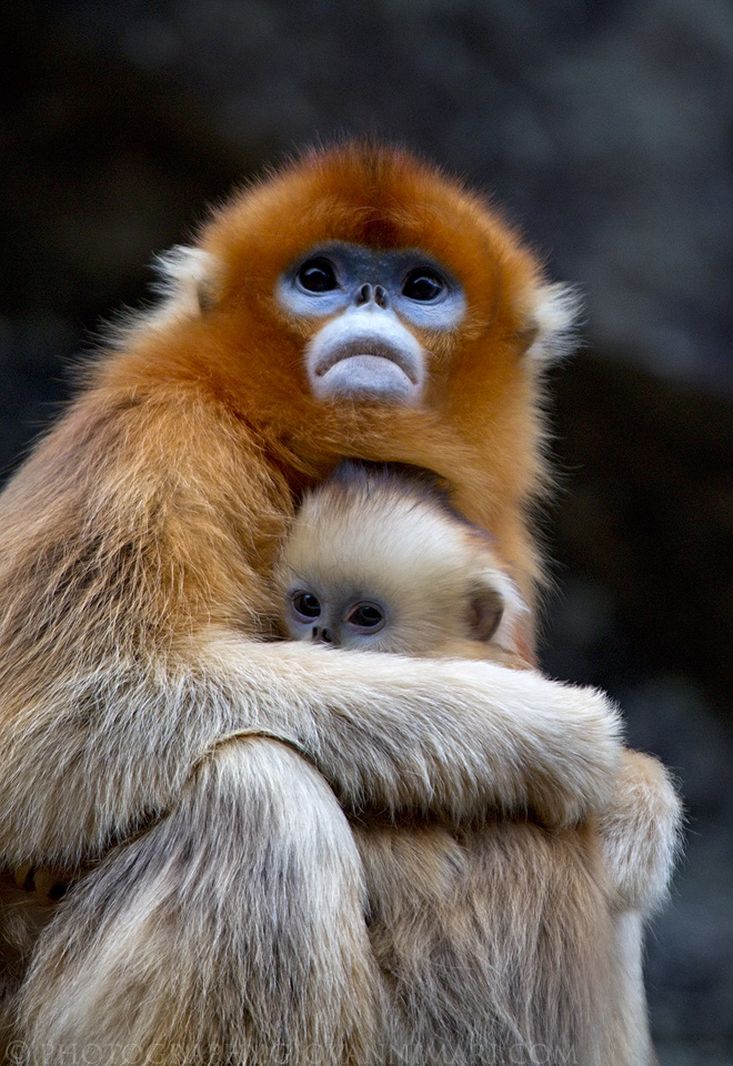 Golden Snub-Nose Monkey