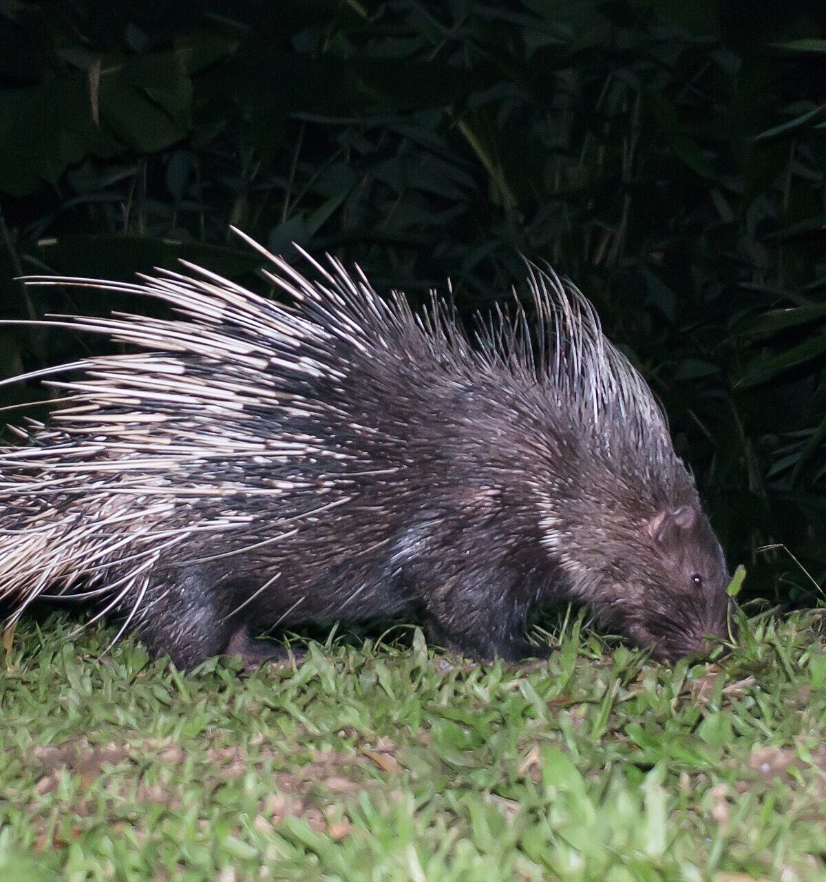 Himalayan Porcupine