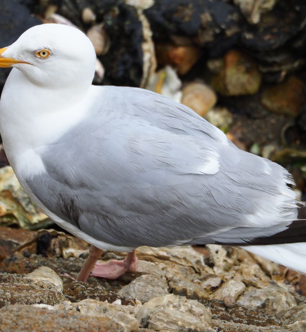 Herring Gull