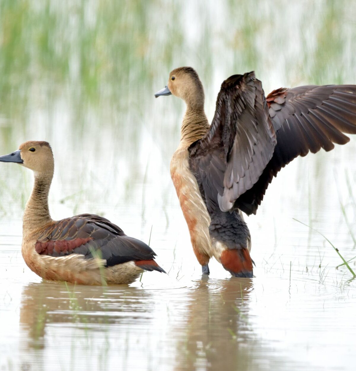 Lesser Whistling Duck