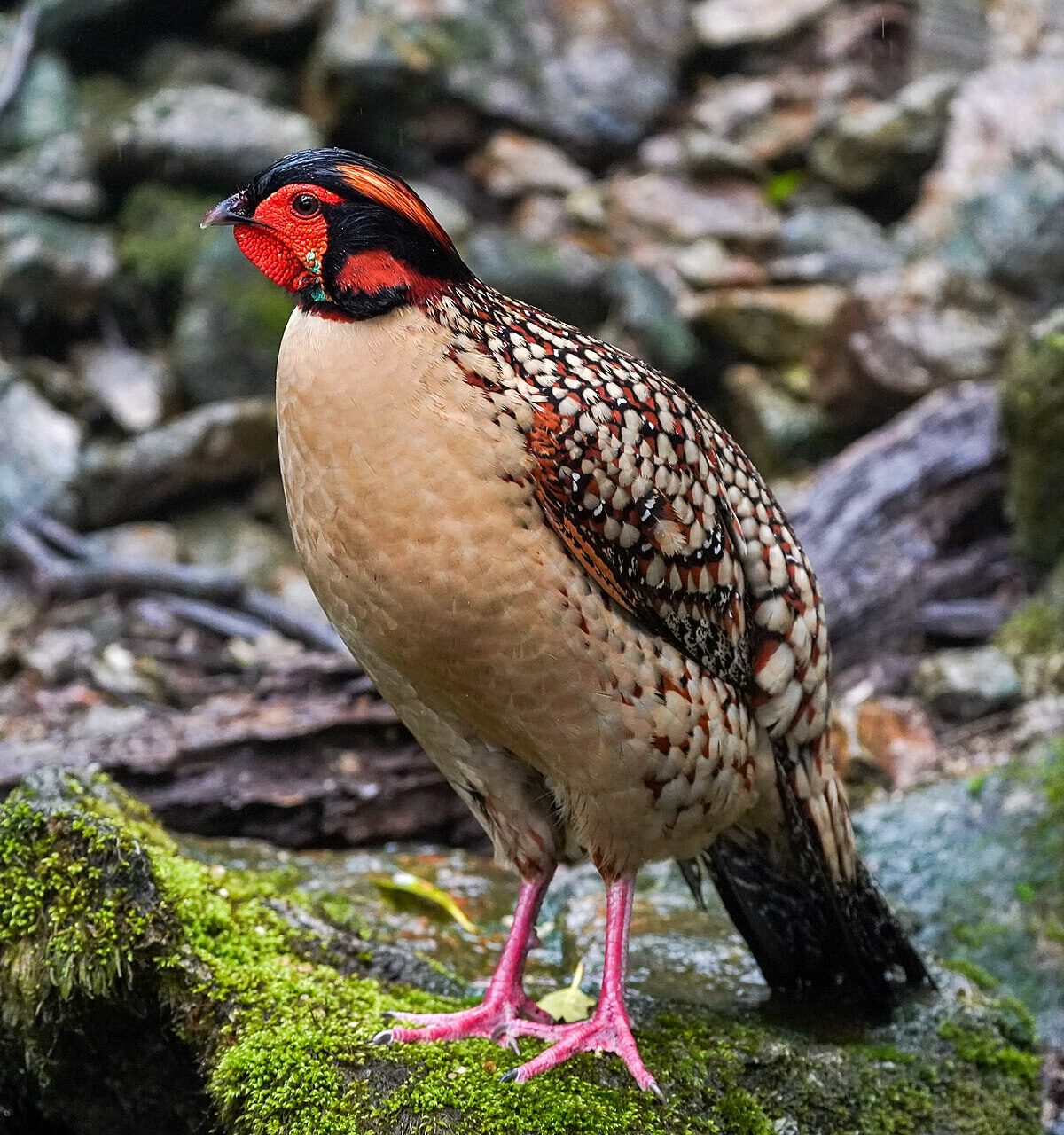 Cabot's Tragopan