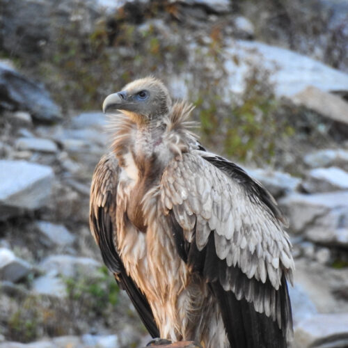 Griffon Vulture