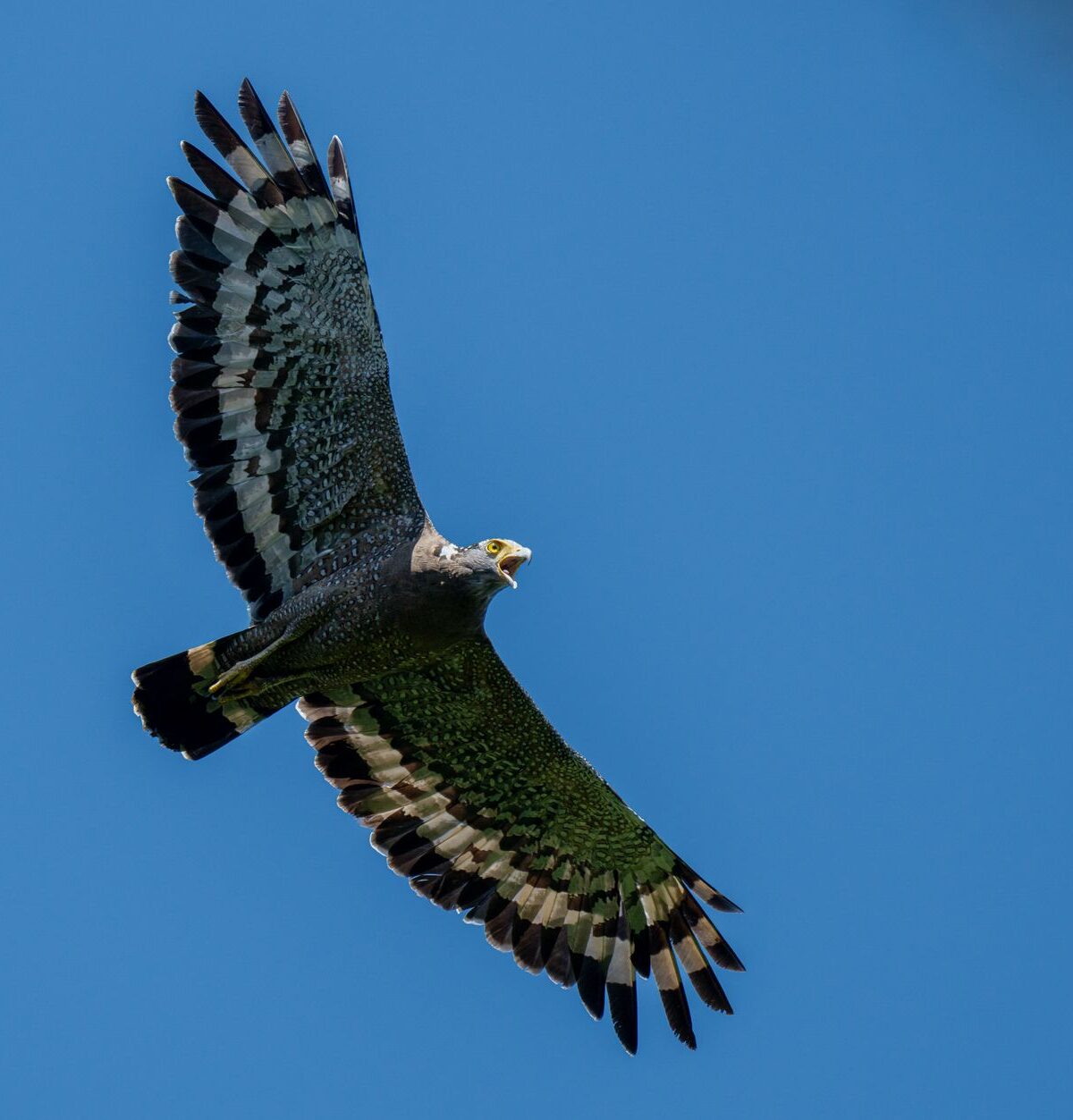 Crested Serpent-Eagle