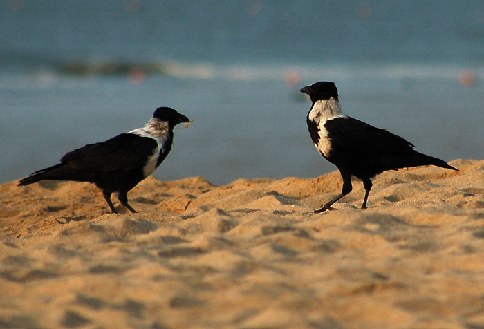 Collared Crow