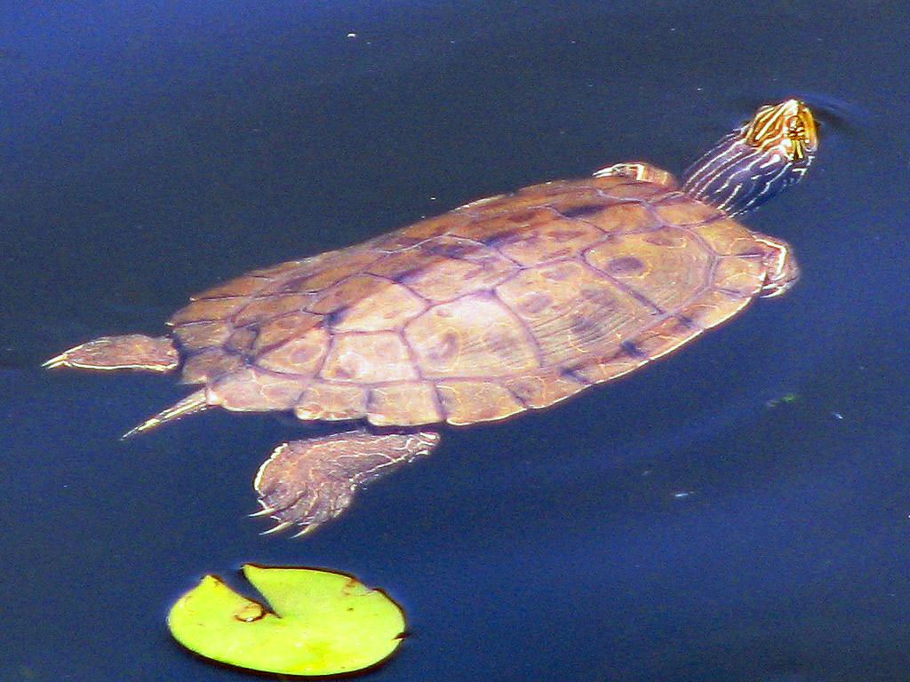 Map Turtle