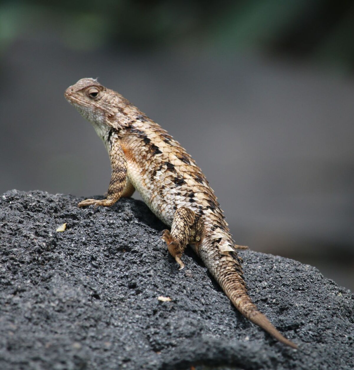 Brown Horn-Headed Lizard