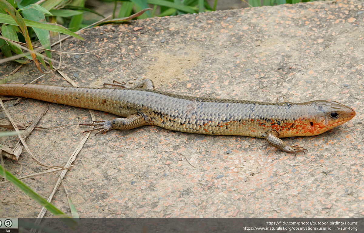 Chinese Skink