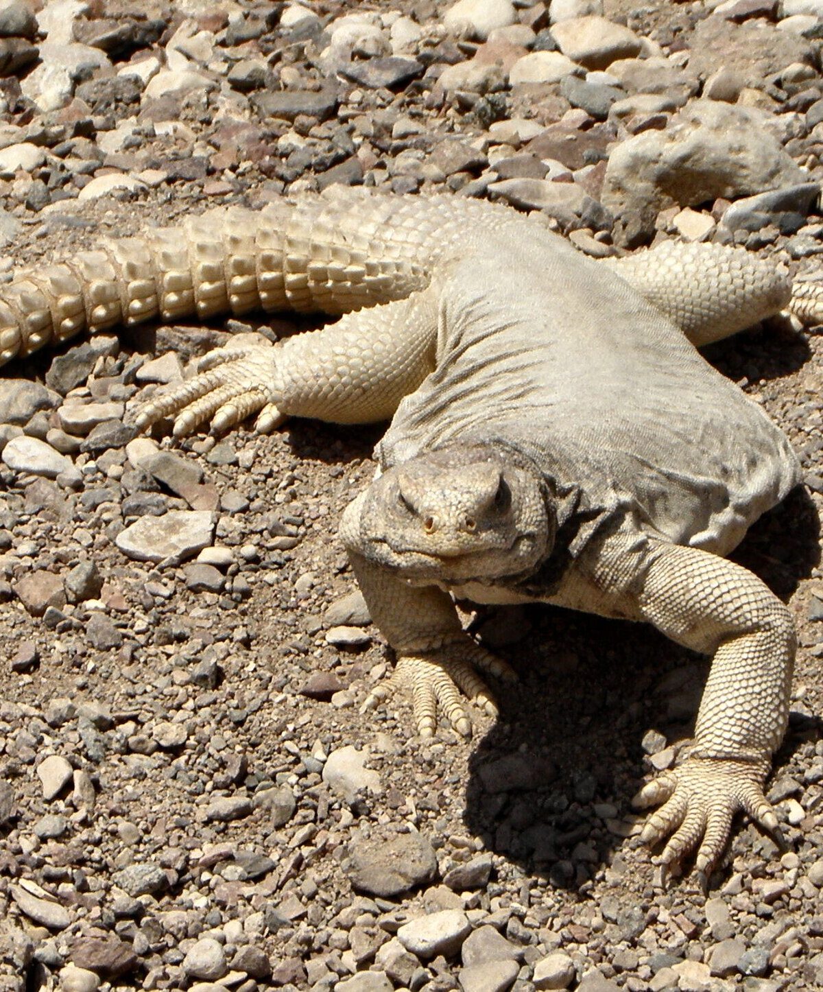 Egyptian Spiny-Tailed Lizard