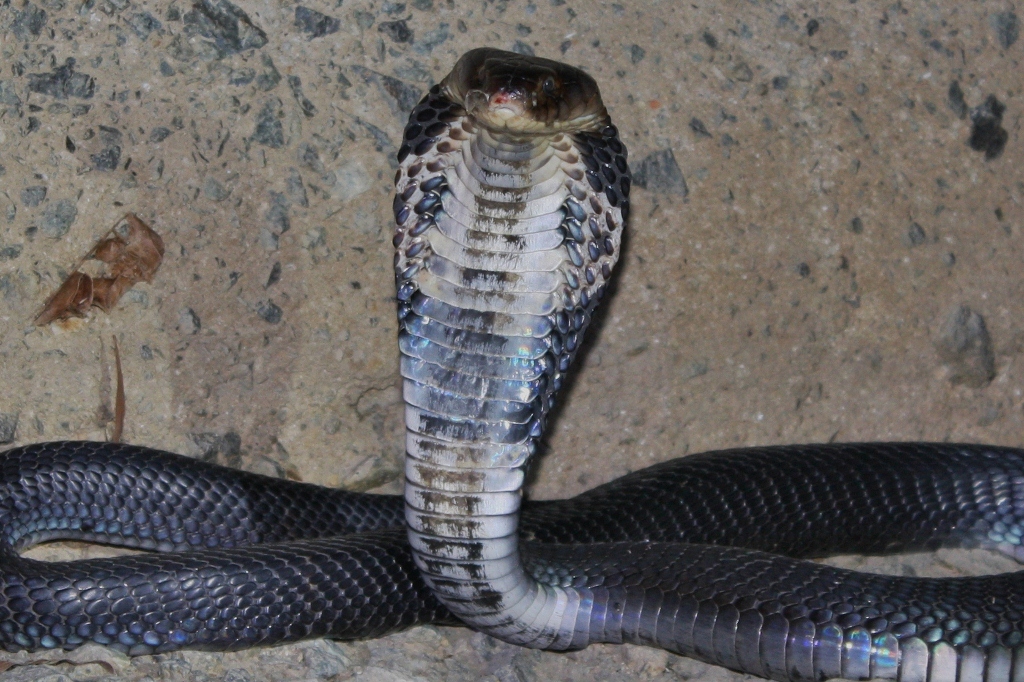 Chinese Cobra