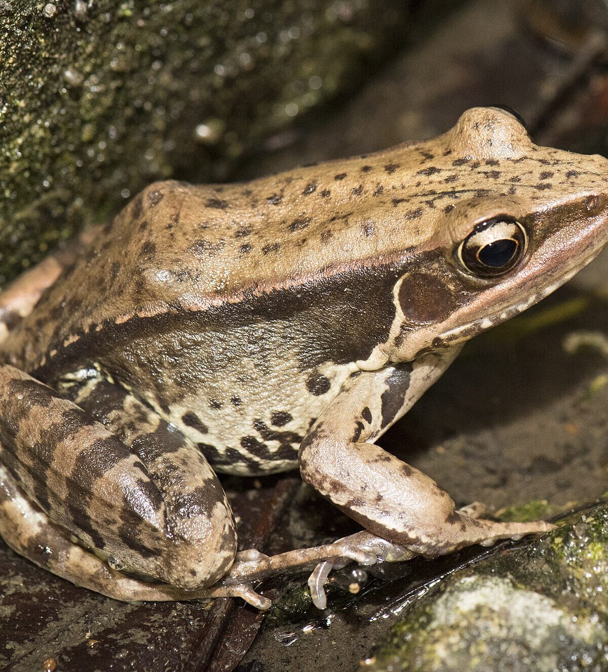 Guenther's Frog