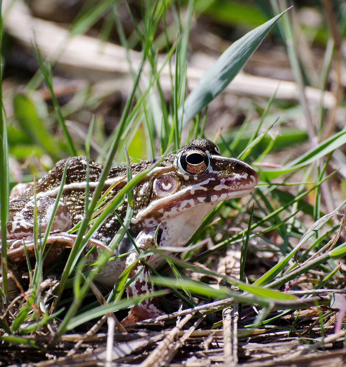 Black-Spotted Pond Frog