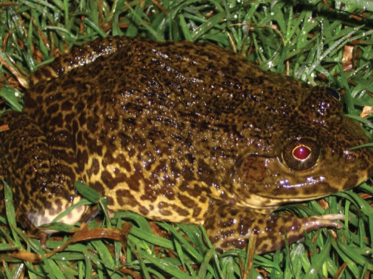 Large Stink Frog