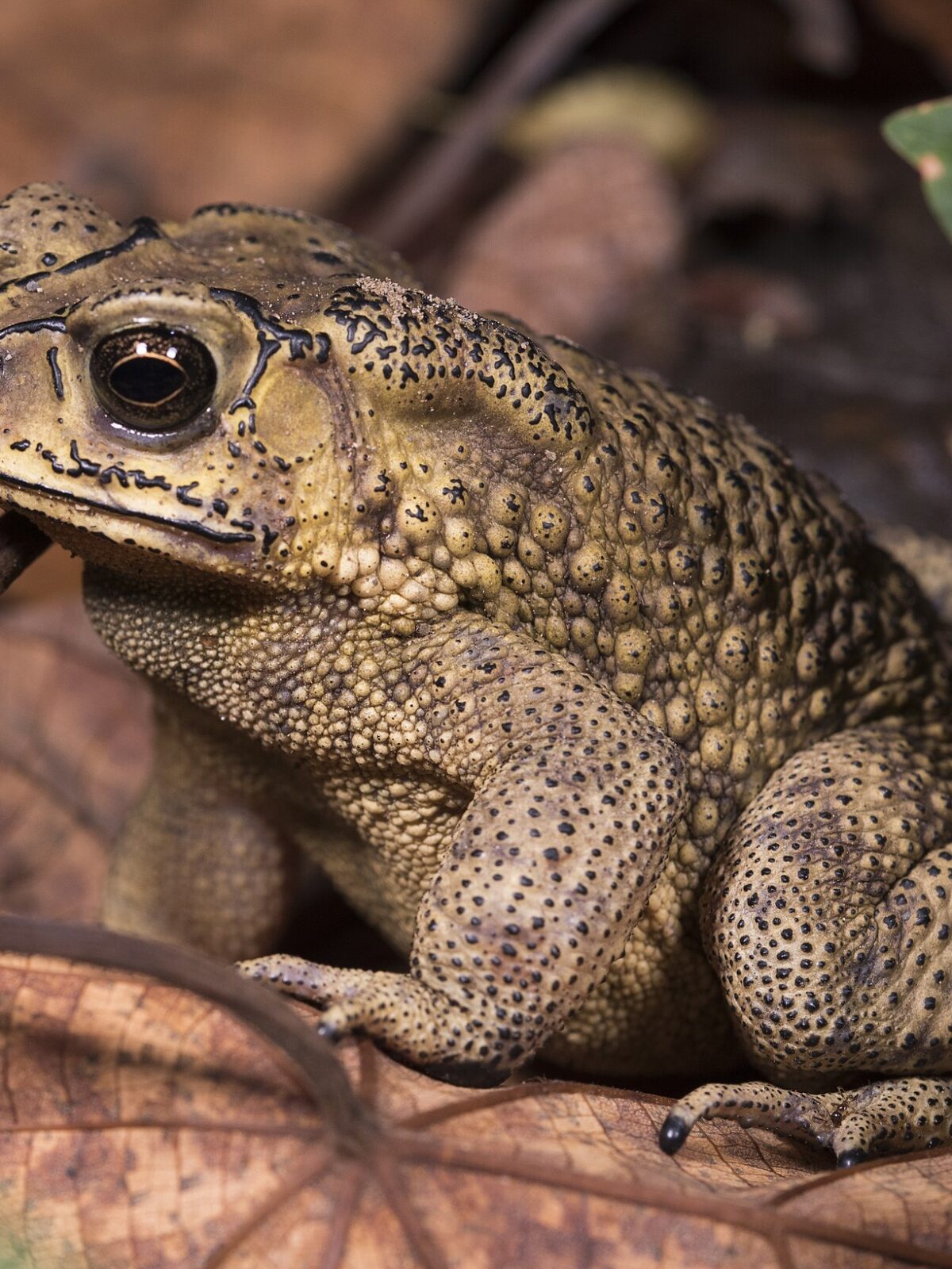 Black-Spined Toad