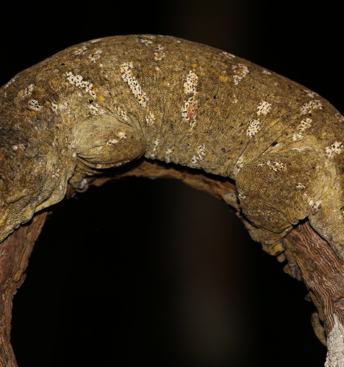New Caledonian Giant Gecko