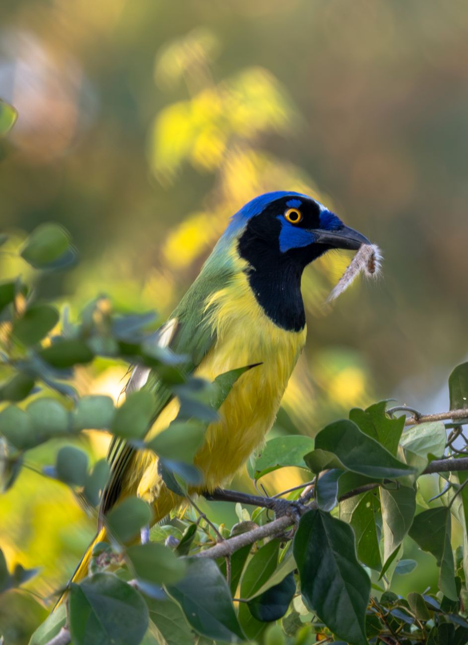 Green Jay
