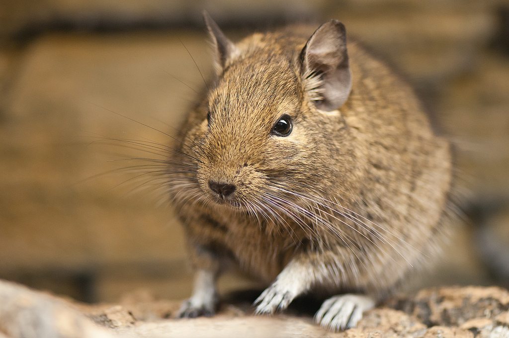 Degu Squirrel