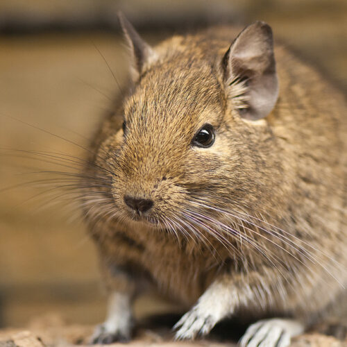 Degu