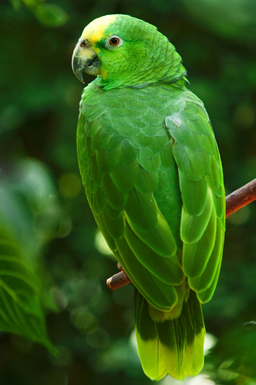 Singing Parrot