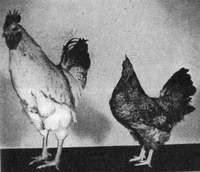 Dwarf Chicken