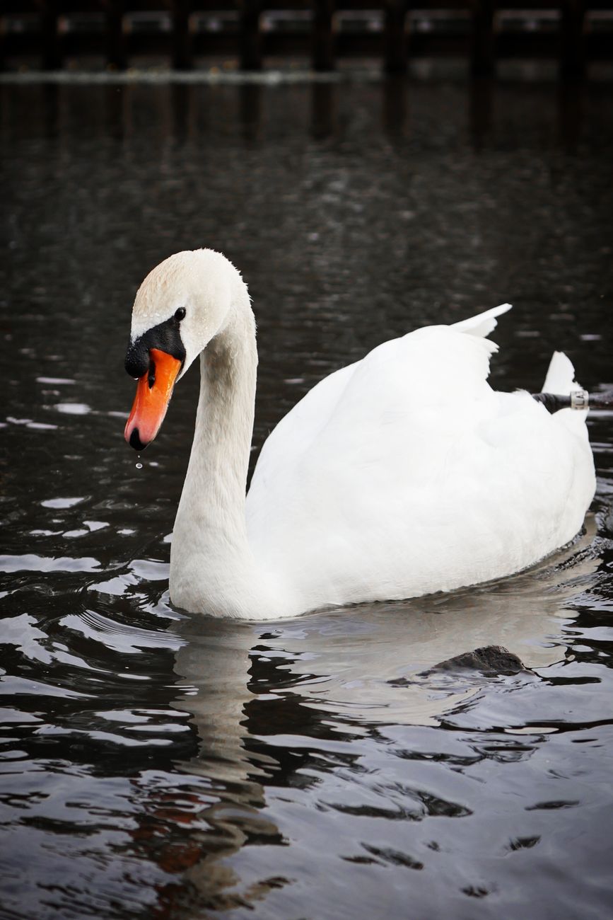 White Swan