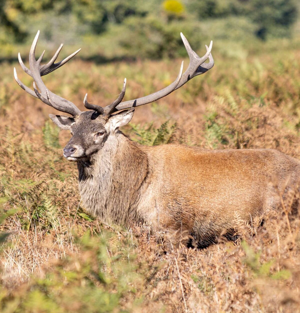 European Red Deer