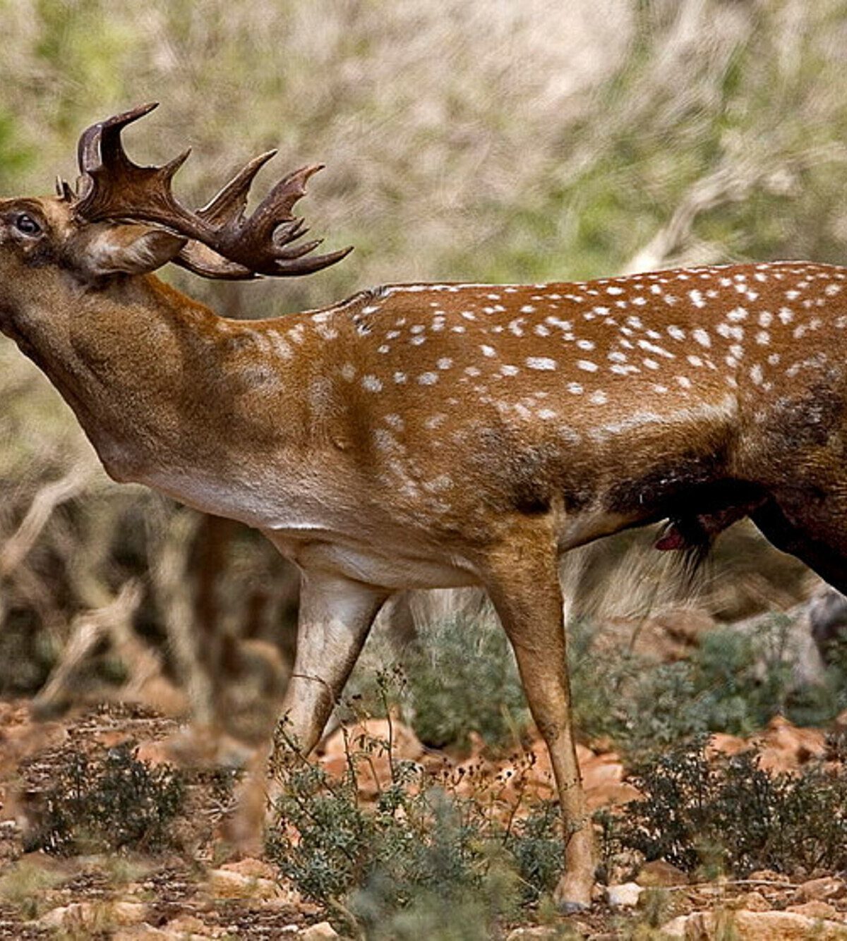 Mesopotamian Deer