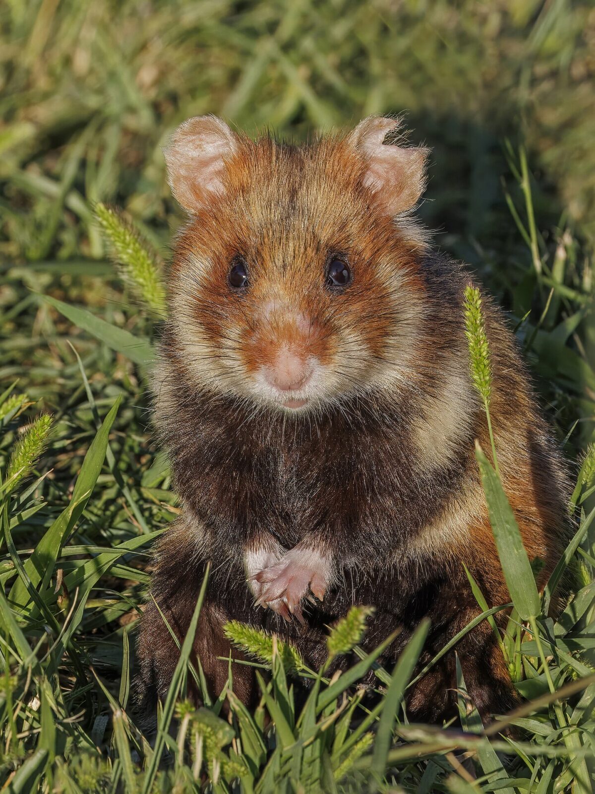 European Field Hamster