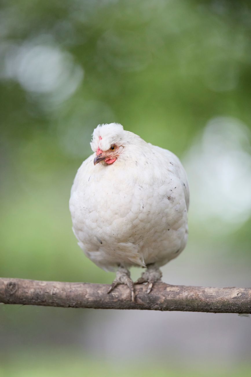 Bantam Chicken
