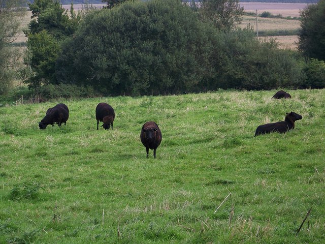 Welsh Black Sheep