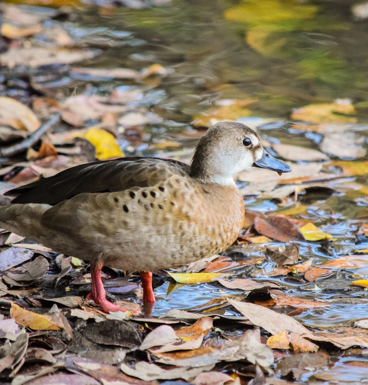 Amazon Duck