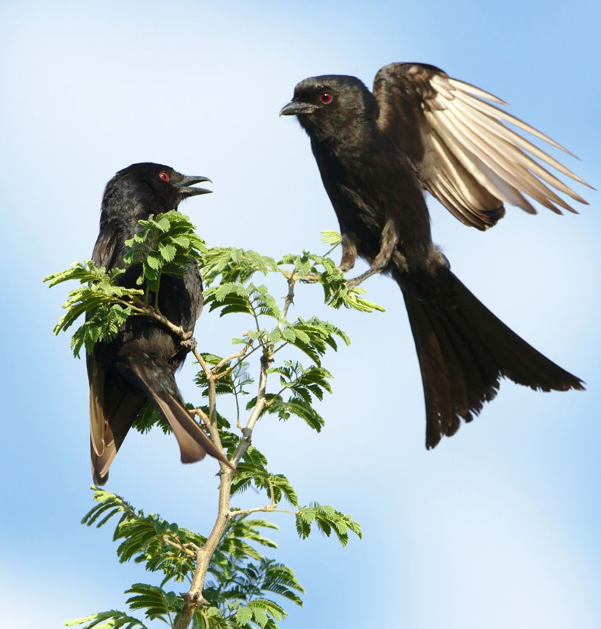 Fork-Tailed Drongo