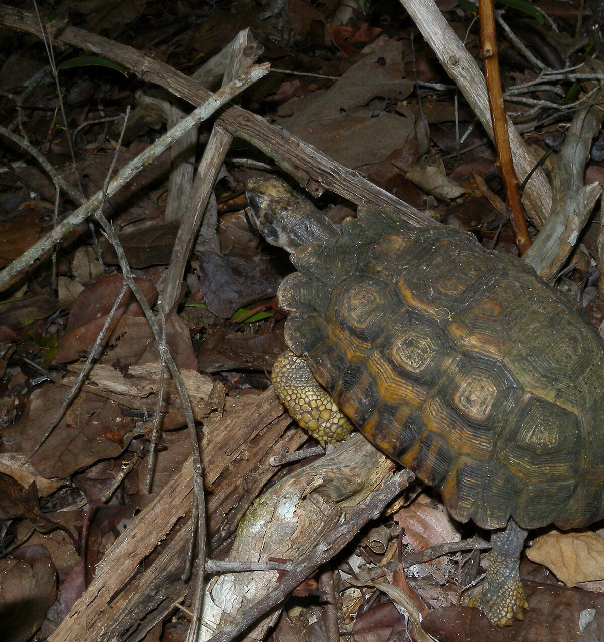 Hooded Tortoise