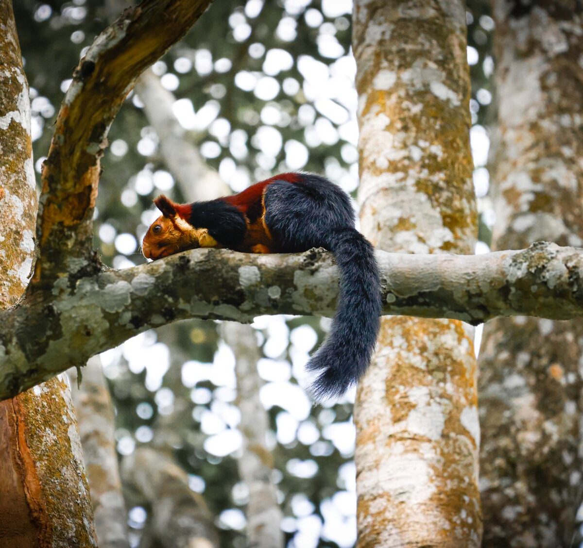 Northern Giant Squirrel