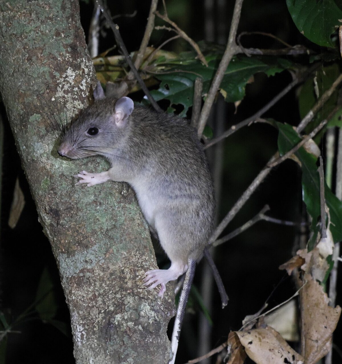 Northern Giant Tree Rat